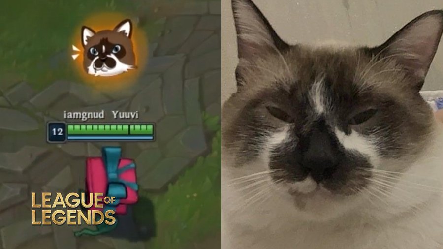 The LoL player commemorated his beloved cat in an unusual way. He ...